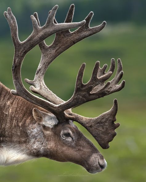 During my encounter a few weeks ago with two large Woodland Caribou I wanted to capture a portrait of each showing off their impressive… Caribou Animal, Caribou Hunting, Pet Portraits Photography, Wild Animals Photography, Animal Study, Deer Art, Arctic Animals, Wildlife Photos, Majestic Animals