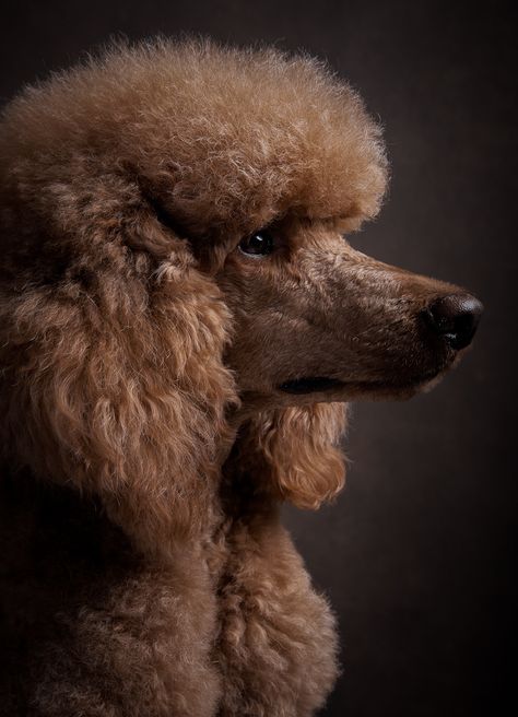 Standard Poodle Photography, Poodle Reference, Poodle Photoshoot, Poodle Photography, Poodle Aesthetic, Poodle Portrait, Puppy Photoshoot, Poodle Cuts, Pretty Poodles