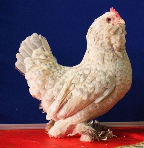 Bantam Chicken, Polish Chicken, Duck Breeds, Bantam Chickens, Anime House, Chicken Pictures, Country Chicken, Beautiful Chickens, Uk History