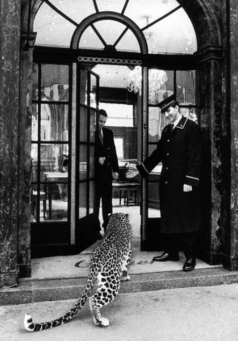 Leopard walking into Cartier in London Black And White Aesthetic, July 10, Black White Photos, Animal Wallpaper, White Aesthetic, Big Cats, Black And White Photography, Old Money, Dark Aesthetic