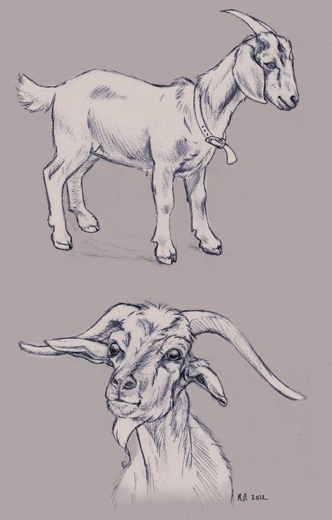 A couple of goat studies. References: [link] [link] Goat Sketches Goats, A Couple, Deviantart, Drawings