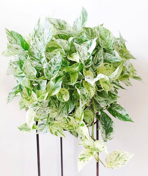 Stamen & Stem Plants 🌿 sur Instagram : The trick to keeping vining plants like this Marble Queen pothos (Epipremnum aureum ‘Marble Queen’) full? Pinching tips + pruning long… Water Plants Indoor, Vining Plants, Marble Queen, Marble Queen Pothos, Epipremnum Aureum, Plant Goals, Corner Plant, Pothos Plant, Plant Aesthetic