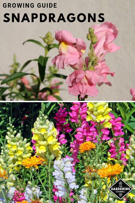 Snapdragons Flowers, Snapdragon Flowers, Easy Vegetables To Grow, Cut Flower Garden, Flower Landscape, Flower Care, Flower Farm, Growing Flowers, Gardening For Beginners