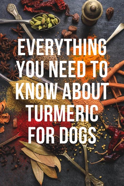 Tumeric For Dogs, Turmeric For Dogs, Things Dogs Cant Eat, Meds For Dogs, Anti Inflammation Recipes, Benefits Of Turmeric, Dog Remedies, Sick Dog, Healthy Dog Food Recipes