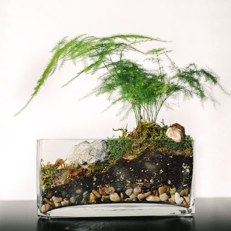 Asparagus Fern Bonsai, Maidenhair Fern Terrarium, Asparagus Fern Terrarium, Fern Terrarium, Water Plants Indoor, Terrarium Plant, Tanaman Pot, Beautiful Terrariums, Plant Goals