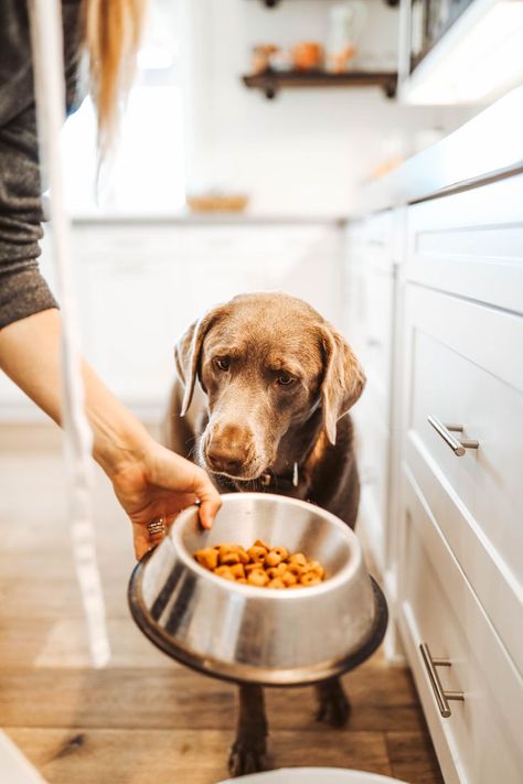 Although as humans we all have similar traits, it truly is our genetic makeup that makes us who we are. And while most of us know exactly where we came from, and what works for us health-wise, for our pets, it can be very different. Just like us, our pets have their own genetic makeup. With the science of the ROYAL CANIN®️️ Genetic Health Analysis™️, your pets can live their best life, too. #royalcanin #dogbreeds #dogs #pets #pettips #dogtips #citygirlgonemom #ad Dog Eating Food, Dna Testing, Dog Foods, Dog Health Tips, Oils For Dogs, As Humans, Royal Canin, Dog Diet, Healthy Dog Food Recipes