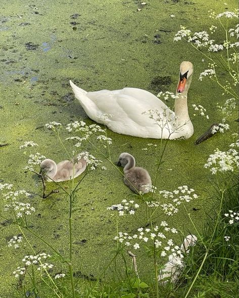 Arte Peculiar, Theme Nature, Pretty Animals, Cute Creatures, On The Ground, Nature Aesthetic, Swans, Cute Little Animals, Green Aesthetic