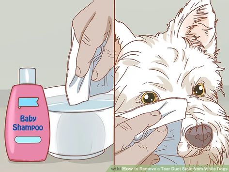 Remove Tear Stains From Dogs Eyes, Tear Stains On White Dogs, Tear Stain Removal Dogs, Dog Wipes, Dog Grooming Diy, Dog Tear Stains, Pomeranian Dogs, Dog Remedies, Boric Acid