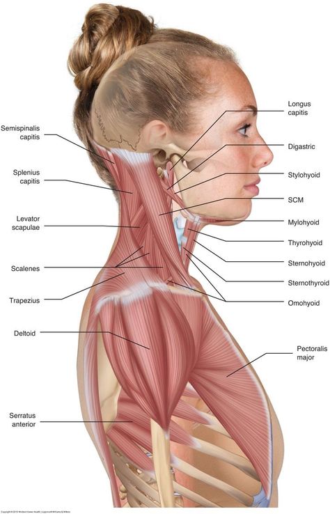 Neck Muscle Anatomy, Punkty Spustowe, Human Muscle Anatomy, Muscles Of The Neck, Bolesti Chrbta, Human Body Anatomy, Muscular System, Cervical Spine, Muscle Anatomy