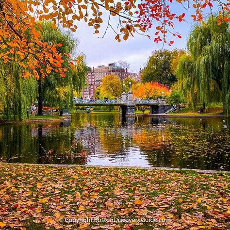 Fall In Boston Aesthetic, Boston Fall Aesthetic, Boston In October, Boston Halloween, Boston Autumn, Southie Boston, Fall In Boston, Boston In The Fall, Boston Fall