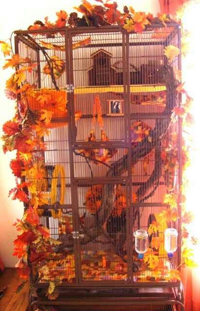 This is how I want my Sugar Glider cage set up. #DIY Pet Rat Cages, Rattus Rattus, Sugar Glider Cage, Sugar Glider Toys, Chinchilla Cage, Pfp Cat, Ferret Cage, Rat Cage, Best Bedding