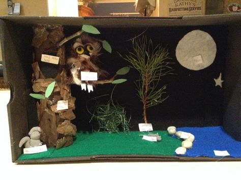 Northern Saw Whet Owl diorama Biome Diorama Project, Owl Diorama, Biome Diorama, Northern Saw Whet Owl, Grade One Science, Spring Art Ideas, Owl Habitat, Habitat Diorama, School Projects Ideas