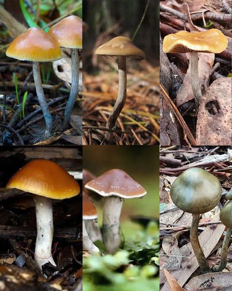 How To Identify Magic Mushrooms | DoubleBlind Mag Growing Mushrooms Indoors, Wood Chip Mulch, Growing Mushrooms At Home, Mushroom Identification, Mushroom Species, Wild Food Foraging, Mushroom Images, Glowing Mushrooms, Mushroom Grow Kit