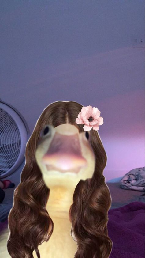 Boy Zepeto, Duck Memes, Dog Hair Dye, Hair Meme, Baby Logo Design, Duck Wallpaper, Funny Lockscreen, Cute Funny Pics, Funny Pigs