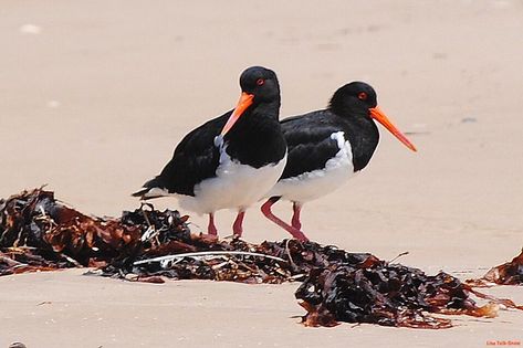 Oyster Catcher, Birds Photos, Felting Inspiration, Bird Illustrations, Bird Sketch, Animal Reference, Australian Wildlife, Shorebirds, Australian Birds