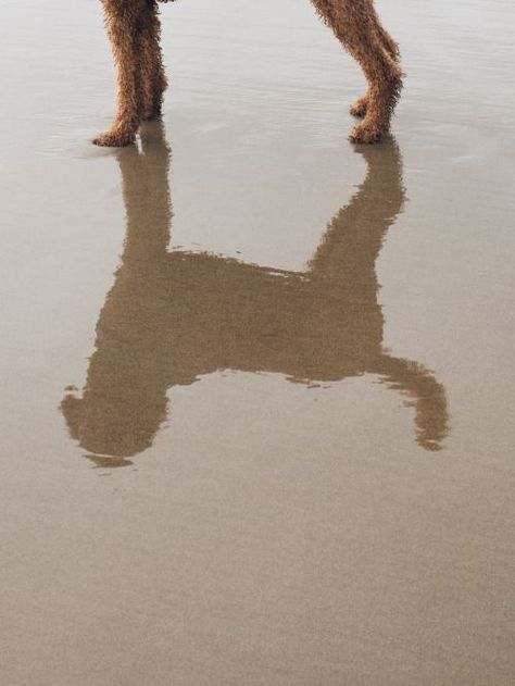 anchoredinnewengland: a-hound-dog: Comet, goldendoodle, 2... Beach Dog Photos, Dog Photography Poses, Animal Photoshoot, Photos With Dog, Dog Photoshoot, Dog Branding, Puppy Photos, Cannon Beach, Dog Beach