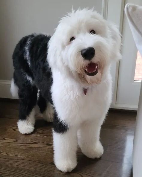 English Sheepdog Puppy, Big Fluffy Dogs, Sheepadoodle Puppy, Sheep Dog, Dog Haircuts, English Sheepdog, Old English Sheepdog, Pretty Dogs, Silly Dogs