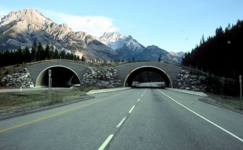 Wildlife Bridges: How They Make the Road Safer for All Canada Wildlife, Trans Canada Highway, Boards Of Canada, Arctic Tundra, Conservation Biology, Canada Travel Guide, Boreal Forest, Long Road Trip, Banff National Park