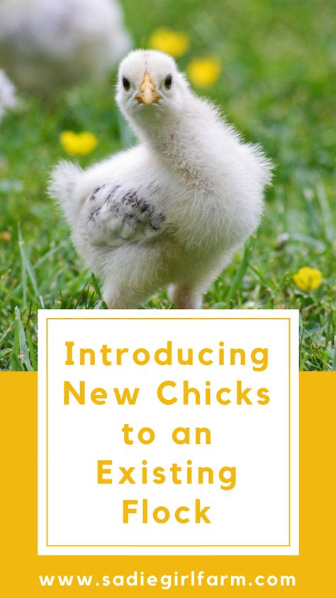 Integrating Chicks Into Flock, Introducing Chicks To Flock, Water Ideas For Chicken Coop, Introducing New Chickens To The Flock, Chicken Roost, Chicken Flock, Cute Chicken Coops, Chicken Coop Garden, Chicken Care