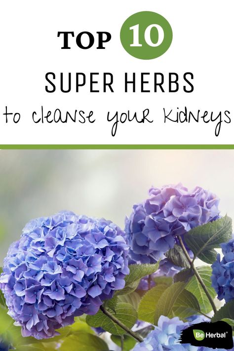 Kidneys are the two minor organs on both sides of the body that regulate the body’s water content. The function of the kidneys includes, elimination of excess water, balancing of the electrolyte levels, and production of hormones. Find out how to naturally cleanse your kidney using the best herbs. #naturalhealth #health #kidneyhealth #healthyherbs #healthyeating #toxins #healthykidneys #healthylifestyle #naturalkidneyhealth Dark Green Vegetables, Polycystic Kidneys, Healthy Kidneys, Kidney Cleanse, Healthy Herbs, Menstrual Health, Kidney Health, Healthy Lifestyle Tips, Natural Herbs