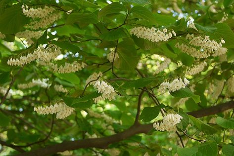 Styrax obassia (Fragrant Snowbell) Styrax Obassia, Net Storage, Patio Trees, Flowering Cherry Tree, Atlanta Botanical Garden, Fragrant Garden, Alpine Plants, Dark Green Leaves, Plant Images