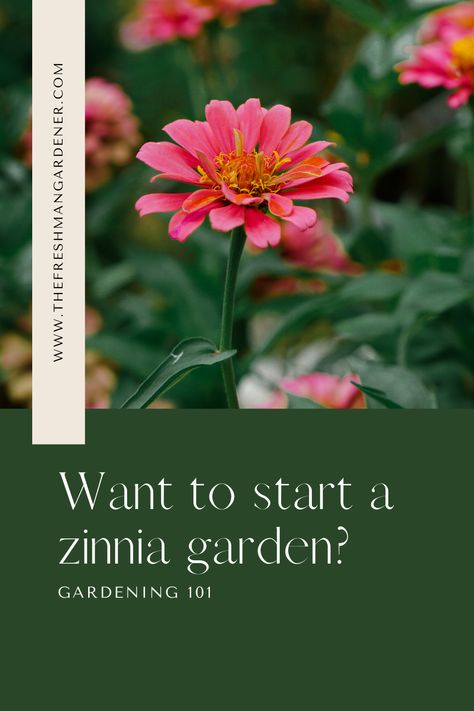 Do you want to start a zinnia garden? Check out this post that will tell you all you need to know to get started.  Zinnias are one of the easiest flowers to grow if you know a few tips. Easiest Flowers To Grow, Zinnia Garden, Flowers To Grow, Long Vase, European Garden, Front Porch Design, White Flies, Gardening 101, Butterfly Photos