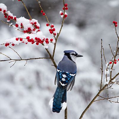 Plant a Berry Garden for Winter Birds | Grow Beautifully Drawer Aesthetic, Unique House Numbers, Sports Crafts, Birds Garden, Berry Garden, Winter Birds, Flowers Fashion, Cool Winter, Toilet Room