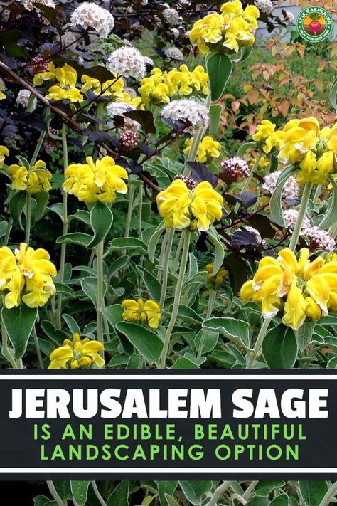 Jerusalem Sage is an Edible, Beautiful Landscaping Option Wild Sage Plant, Phlomis Russeliana, Herb Ideas, Bible Garden, Garden Getaway, Epic Gardening, Small Garden Layout, Propagate Plants, Texas Plants