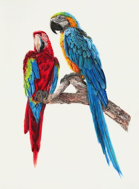 Stunning Photo Realistic Graphite Drawings by Monica Lee portraits photorealism hyperrealism graphite Photorealistic Art, Monica Lee, Parrot Tattoo, Parrot Drawing, Parrot Painting, Parrots Art, Colorful Parrots, Graphite Drawings, Hyperrealism