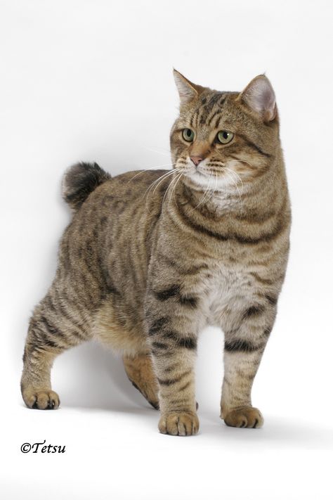 American Bobtail Cat | champions supremes Pixie Bob Cats, Cat Breeds List, American Bobtail Cat, Big Cat Family, Bob Cat, Popular Cat Breeds, Bobtail Cat, American Bobtail, Cat Reference