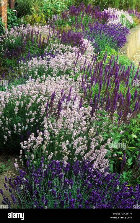 Landscaping Gravel, Lavender Stock, Modern Gardening, Lavender Hedge, Garden Sanctuary, Lavender Plants, Purple Border, Raised Flower Beds, Lavender Garden