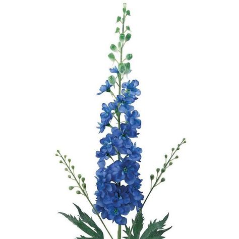 Laura Cole 33\" Delphinium ($55) ❤ liked on Polyvore featuring home, home decor, blue, decor and blue home decor Blue Veronica, Delphinium Blue, Ecuadorian Roses, Red Anemone, Long Vase, Home Decor Blue, Blue Delphinium, White Ranunculus, Vase Display