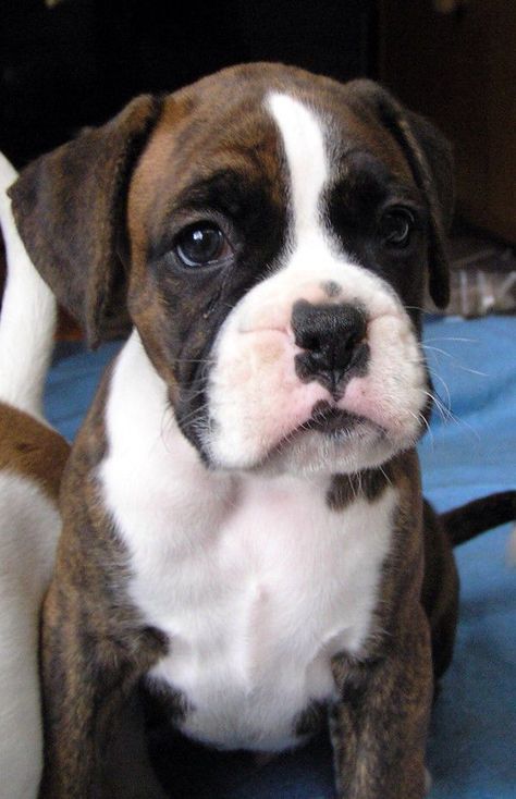 Sweet brindled boxer puppy! Boxer Dog Puppy, Brindle Boxer, Boxer And Baby, Cesar Millan, Dog White, Boxer (dog), Boxer Puppy, Boxer Love, Boxer Puppies