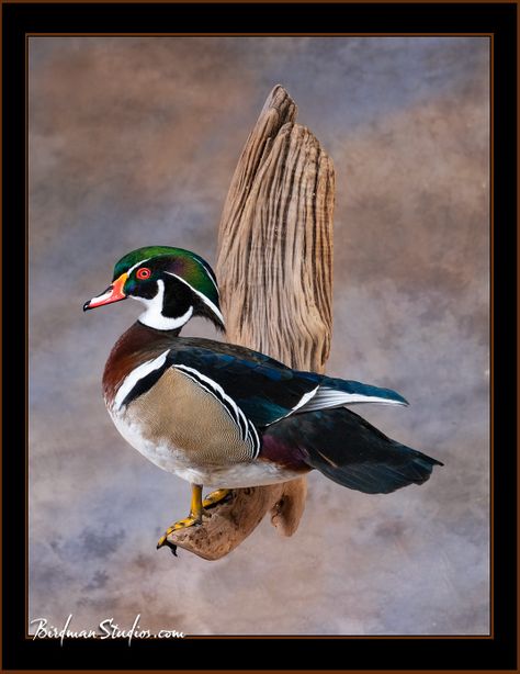 Drake Wood Duck Mount, Wood Duck Taxidermy, Wood Duck Mounts Ideas, Wood Duck Mounts, Duck Taxidermy, Duck Mounts, Waterfowl Taxidermy, Duck Mount, Taxidermy Wall