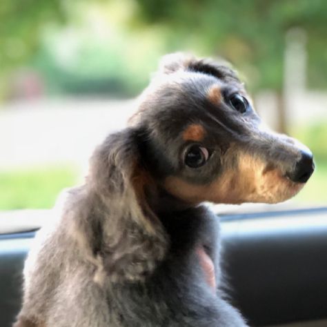 Blue And Tan Dachshund, Tan Dachshund, Mini Dachshund, Dachshund Puppy, Dachshund, Dogs And Puppies, Cute Animals, Puppies, Tea