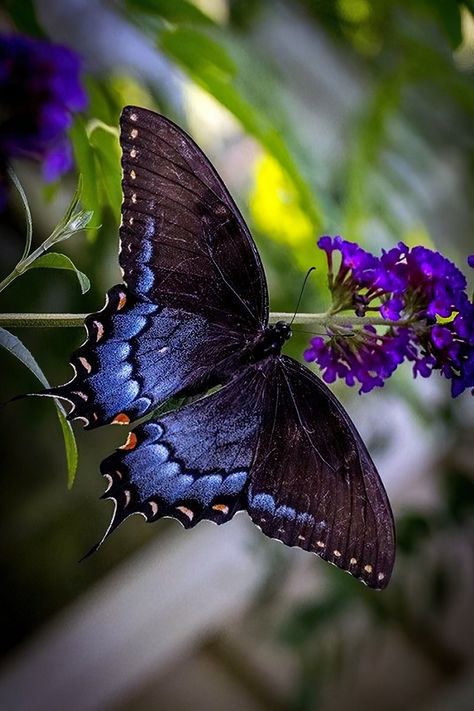 Butterfly Freedom, Butterfly Chrysalis, Dragonfly Insect, Moth Caterpillar, Cool Bugs, Swallowtail Butterfly, Beautiful Bugs, Butterfly Pictures, Butterfly Baby