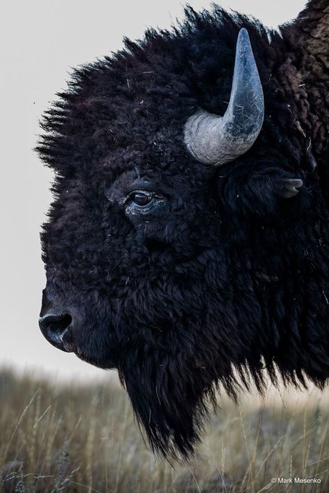 Buffalo Bison Pictures, Bison Photography, Bison Photo, Buffalo Animal, Bison Art, Buffalo Art, North American Animals, Wild Deer, Wild Animals Pictures