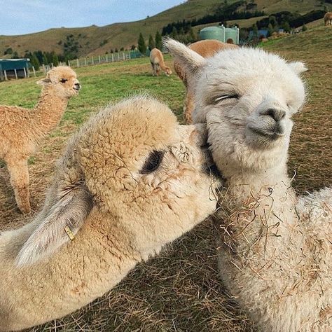 Animals Kissing, Cute Alpaca, Super Cute Animals, Meme Template, Cute Animal Videos, Cute Animal Pictures, Happy Animals, Cute Creatures, Sweet Animals