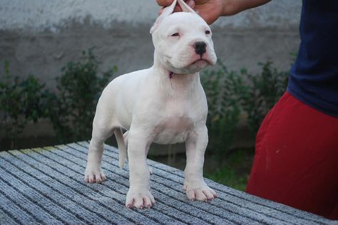 #Dogo Argentino Dog Argentino, Dogo Argentino Dog, Chat Diy, Bully Breeds Dogs, Bully Dog, Pitbull Puppies, American Bulldog, Bully Breeds, Pitbull Dog