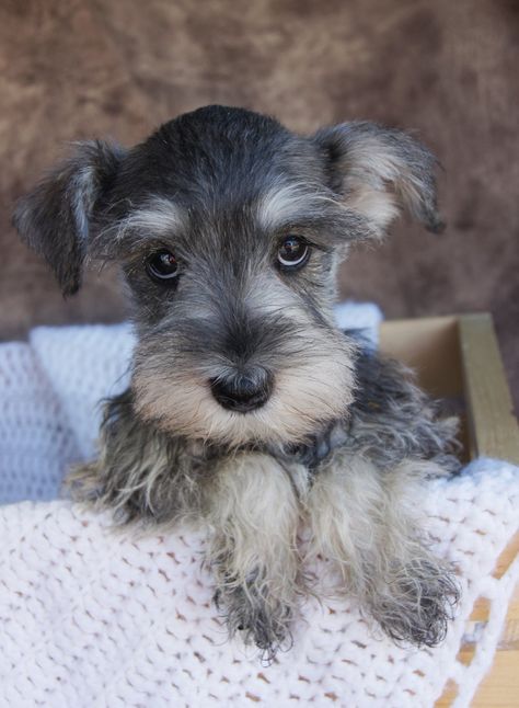 Baby Schnauzer Lekker Slaap Afrikaans Oulik, Brown Schnauzer, Lekker Slaap Afrikaans, Mini Schnauzer Puppies, Lekker Slaap, Miniature Schnauzer Puppies, Schnauzer Puppy, Schnauzer Dogs, Mini Schnauzer