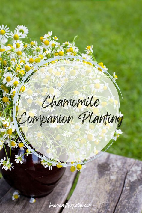 Roman Chamomile Plant, Chamomile Plant Care, German Chamomile Plant, Chamomile Companion Planting, Camomile Plant, Basil Planter, Planting Dill, Herb Companion Planting, Planting Lettuce