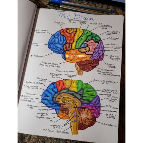 Brain | Anatomy | study | motivation | studying | studyblr | notes | inspiration | usmle | school | #nursingschool #medicalschool Anatomy Drawing Notes, Study Notes Biology, Brain Sketch, Notes Biology, Desk Stationary, Studyblr Notes, Anatomy Notes, Drawing Notes, Nurse Study