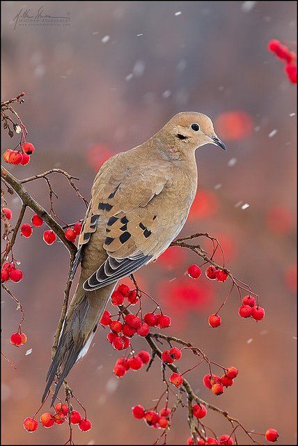 morning dove. We have one that likes to sit in one of our transom windows and peep inside at us at breakfast. Kinds Of Birds, All Birds, Backyard Birds, Bird Pictures, Pretty Birds, Bird Photo, Colorful Birds, Little Birds, Tree Branch