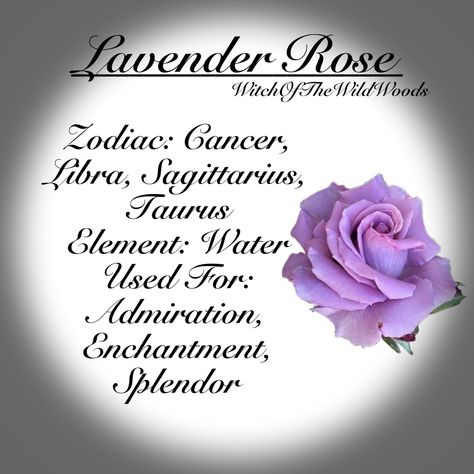 WitchOfTheWildWoods Purple Roses Meaning, Holistic Food, Feather Identification, Flower Healing, Sea Life Tattoos, Witches Garden, Healing Flowers, Spiritual Tips, Flower Magic