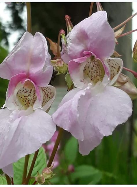 Himalayan Balsam Himalayan Balsam, Himalayan, Plants, Flowers