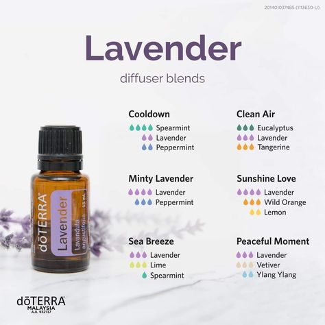 Peppermint Lavender Oil Blend, Doterra Lavender Diffuser Blends, Lavender Diffuser Blends, Lavender Essential Oil Blends, Lavender Diffuser, Essential Oils For Breathing, Doterra Lavender, Essential Oil Beauty, Essential Oil Diffuser Blends Recipes