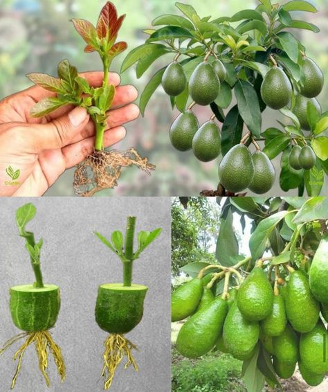 Diy Garden Decor Projects, Avocado Plant, Grow Avocado, Growing Fruit Trees, Avocado Seed, نباتات منزلية, Weird Plants, Vegetable Garden Diy, Avocado Tree