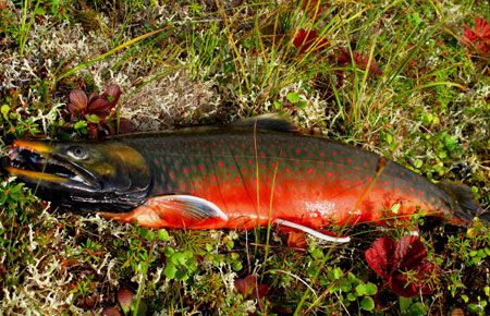 Dolly Varden Fish, Nature Games, Arctic Char, Dolly Varden, Vintage Fishing Lures, Cool Fish, Freshwater Fishing, Types Of Fish, Game Birds