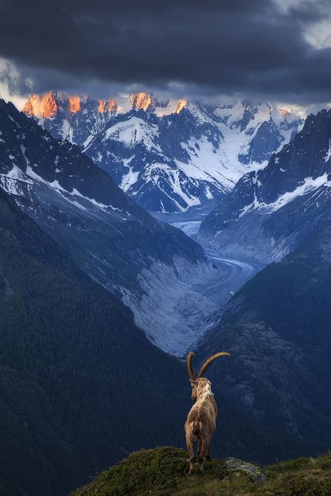 Chamonix, Haute-Savoie, France by sven483 Regnul Animal, Landscape Designs, Mountain Goat, French Alps, Nature Animals, Drawing Tips, Landscape Photographers, Amazing Nature, Nature Photos