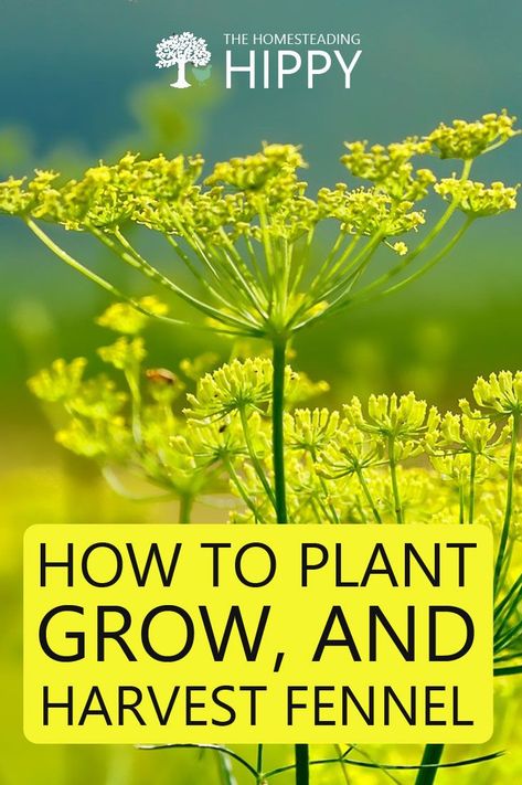 Fennel Plant How To Grow, How To Harvest Fennel, How To Grow Fennel, Witchcraft Garden, Fennel Growing, Backyard Foraging, Growing Fennel, Breastfeeding Food, Fennel Plant